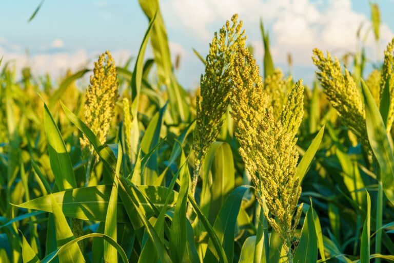 Abramilho faz protocolo para exportar sorgo à China