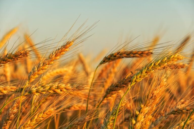 EUA vendem 427,2 mil t de trigo da safra 2025/26 na semana, mostra USDA