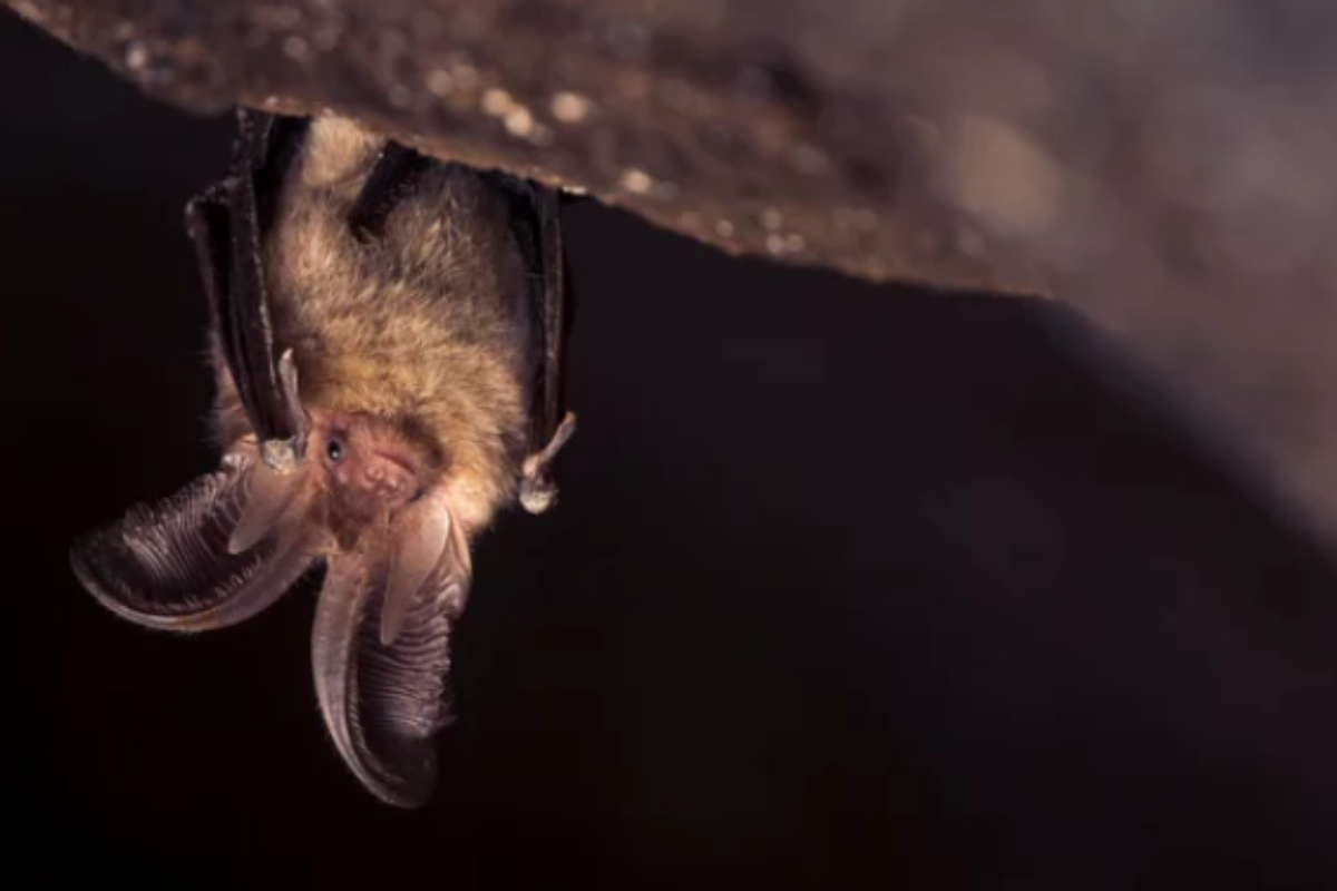 Foto: Adobe Stock