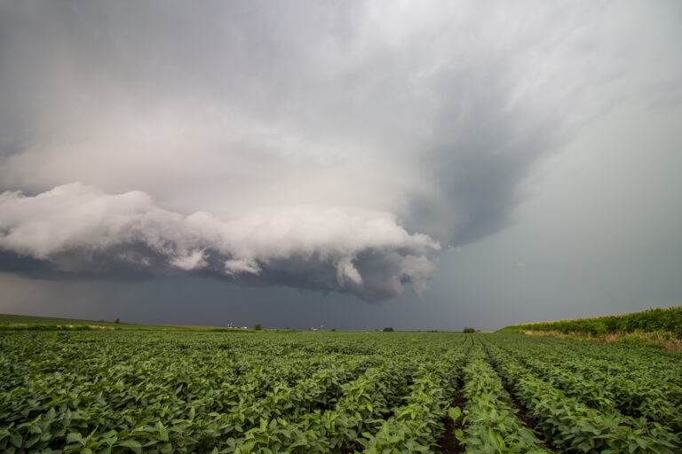 Com chuva no radar, soja abre a semana em queda