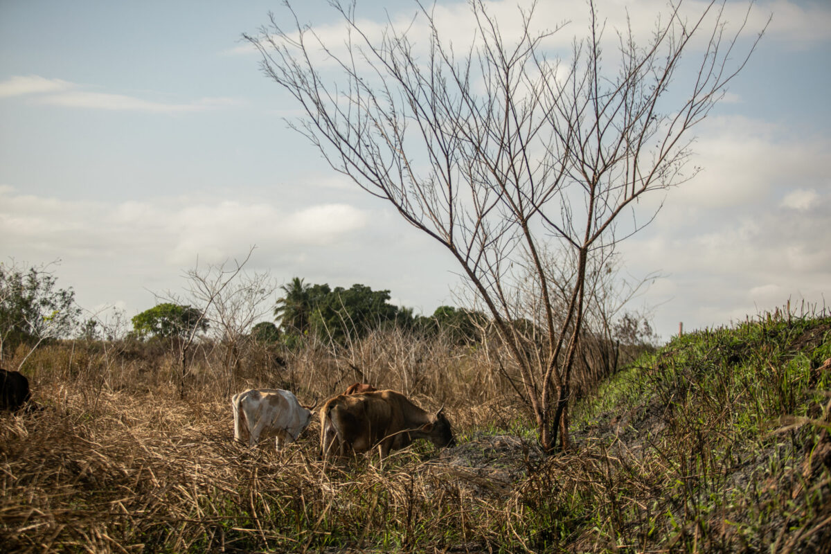 Foto: Adobe Stock