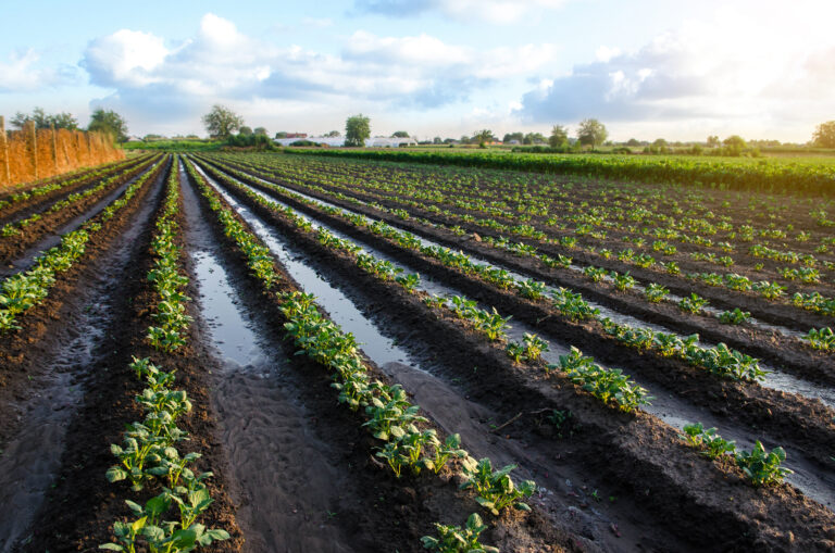 Apesar das chuvas, commodities agrícolas conseguem sustentar preços