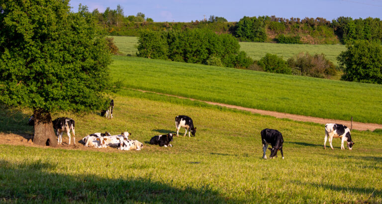 Empresas se unem à iniciativa inédita de bem-estar animal