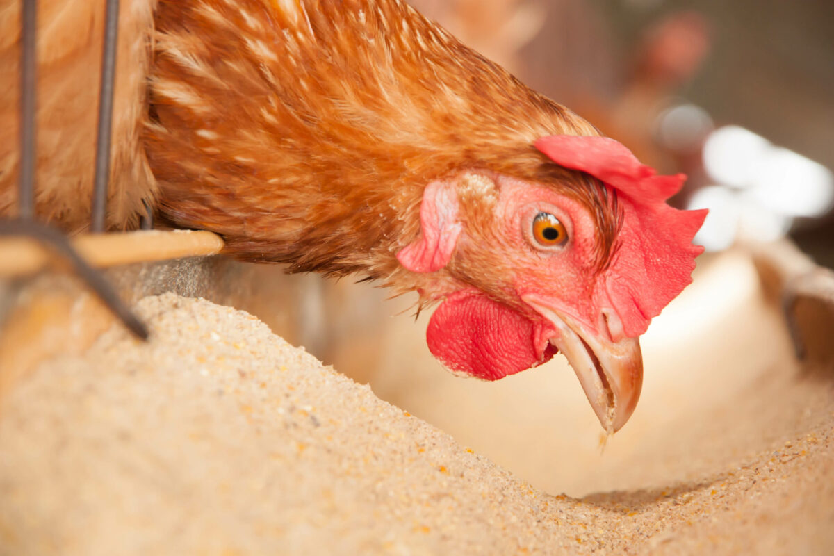 Foto: Adobe Stock