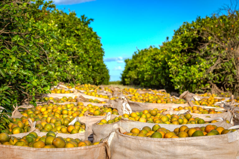 Cresce participação das laranjas tardias na moagem
