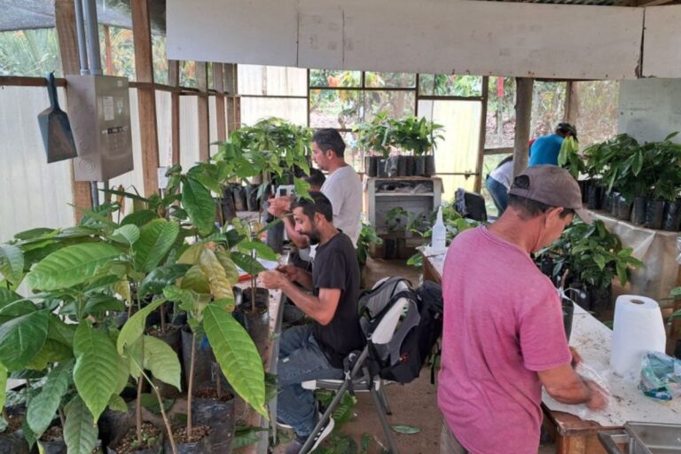 Ceplac envia mudas de cacau para teste no Equador e na Costa Rica contra monilíase 