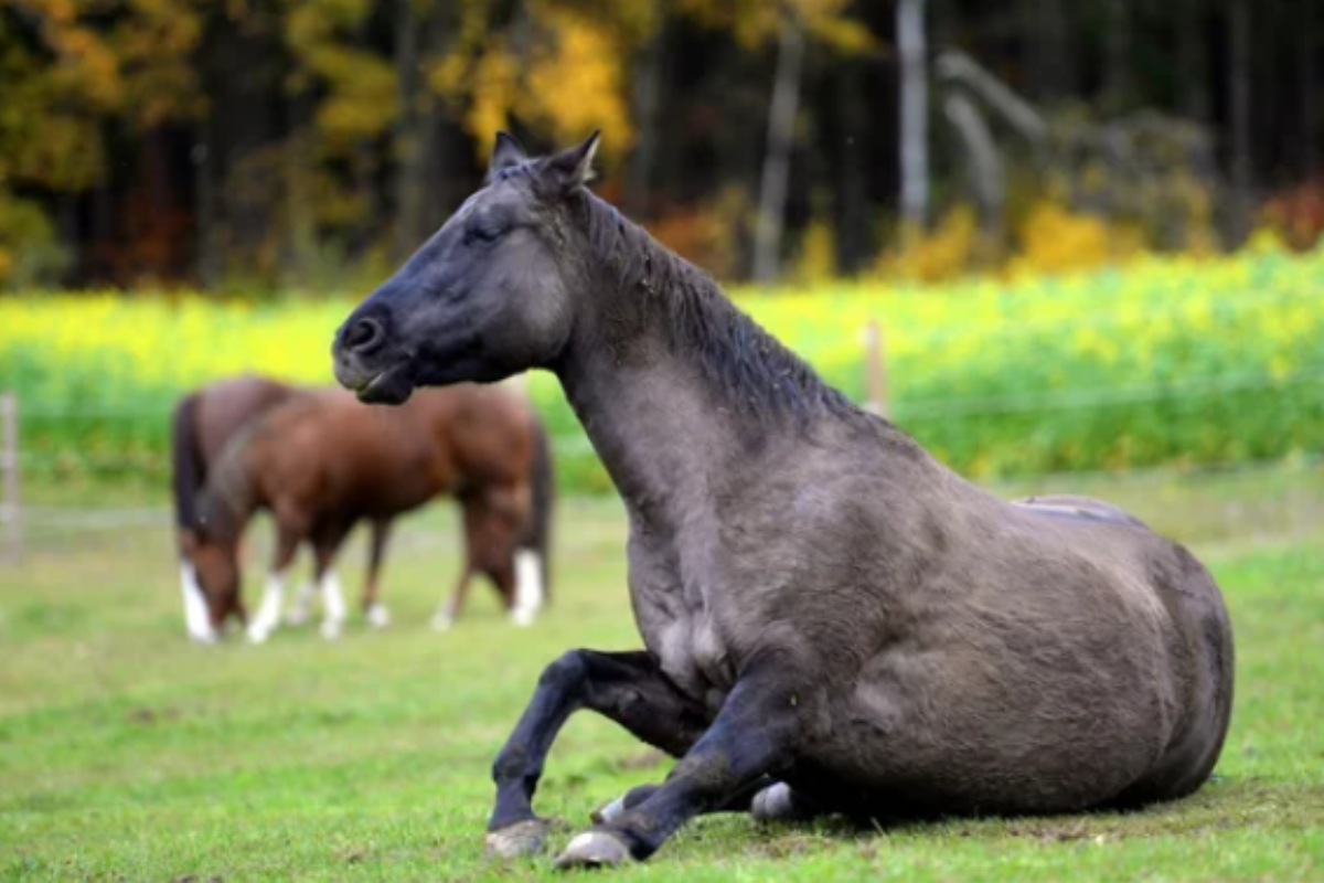 Foto: AdobeStock