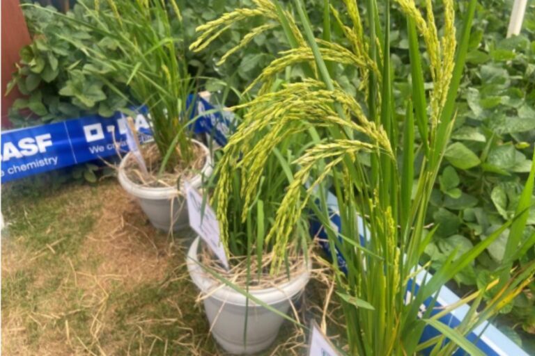 Variedade de arroz para solos secos é novidade da Embrapa e Basf