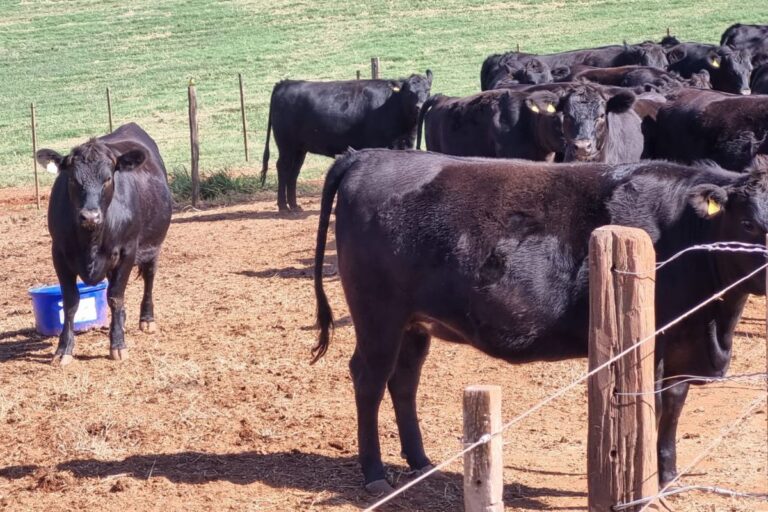 Carne premium: produtores discutem cruzamento entre gado leiteiro e Angus