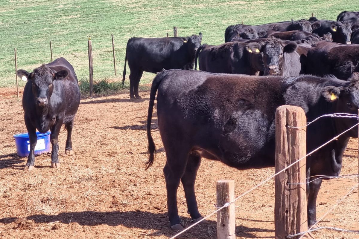 Foto: Associação Brasileira de Angus/Divulgação