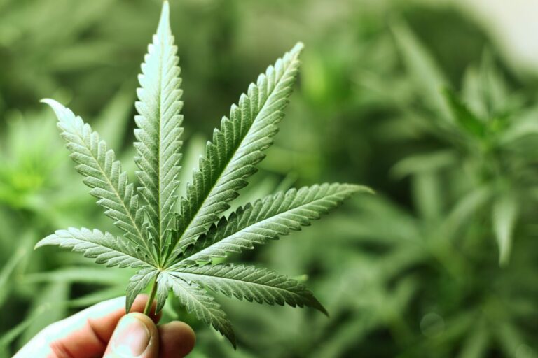 Anvisa autoriza MAPA a regular produtos veterinários à base de Cannabis