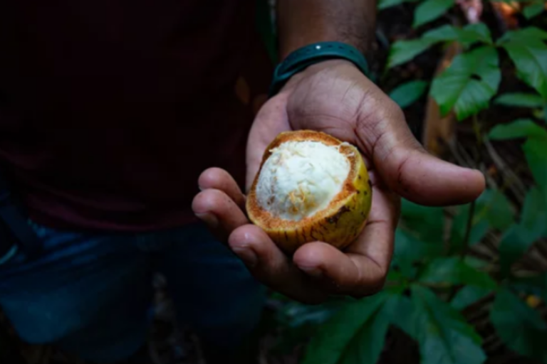 Bacuri: conheça a fruta amazônica que vem conquistando o Brasil