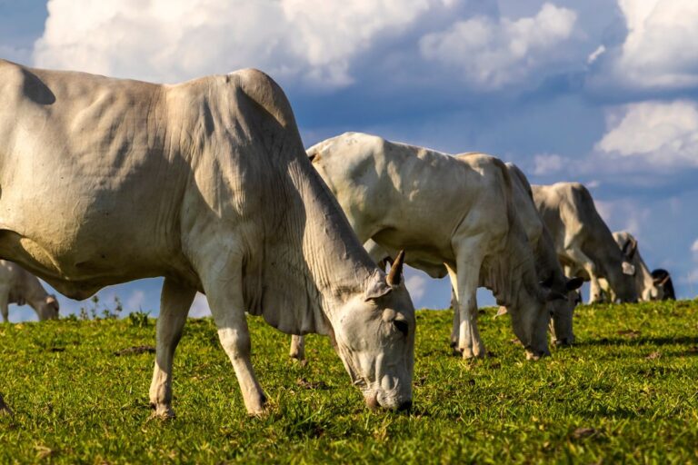 Marrocos zera taxa de importação para carnes brasileiras