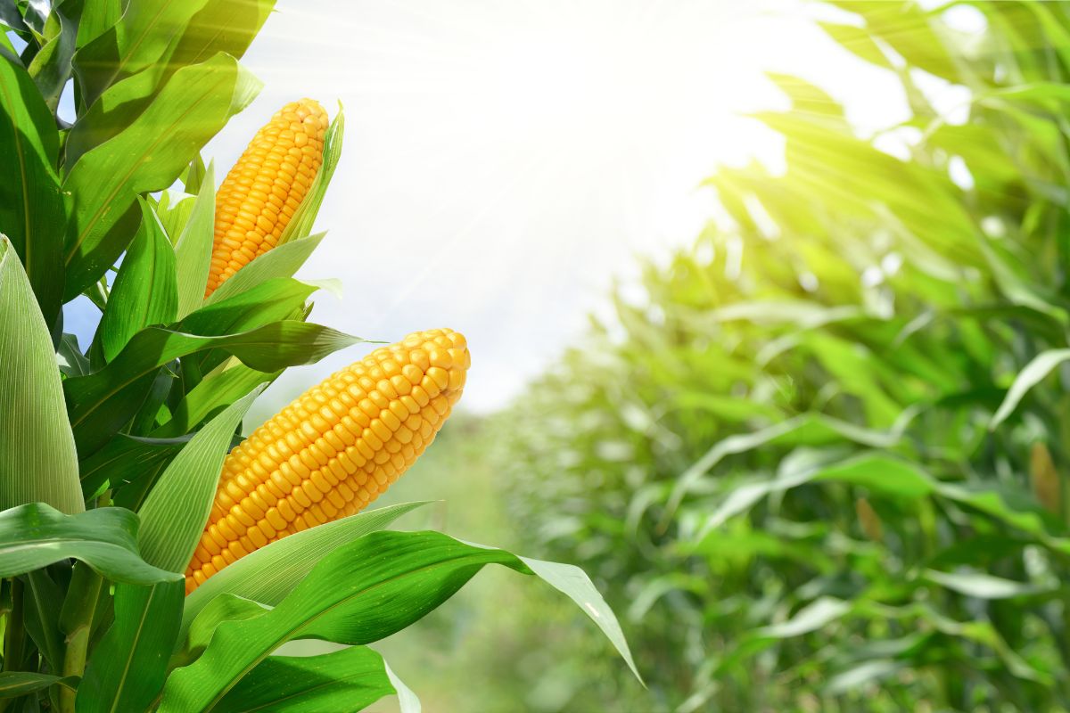 Foto: Adobe Stock