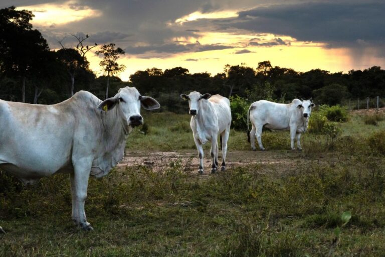 VBP pecuária em MT deve crescer 16,58%, com maior abate de bovinos, diz Imea