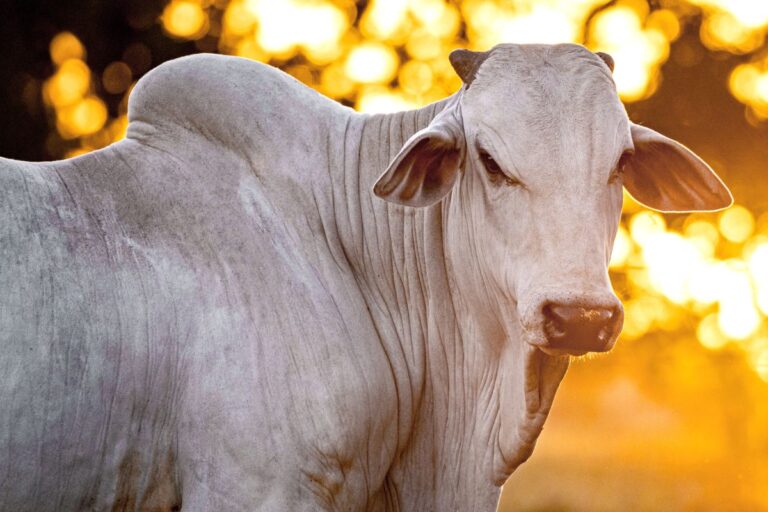Imea: MT deve reduzir abate de boi em 10 anos e ampliar produção de carne