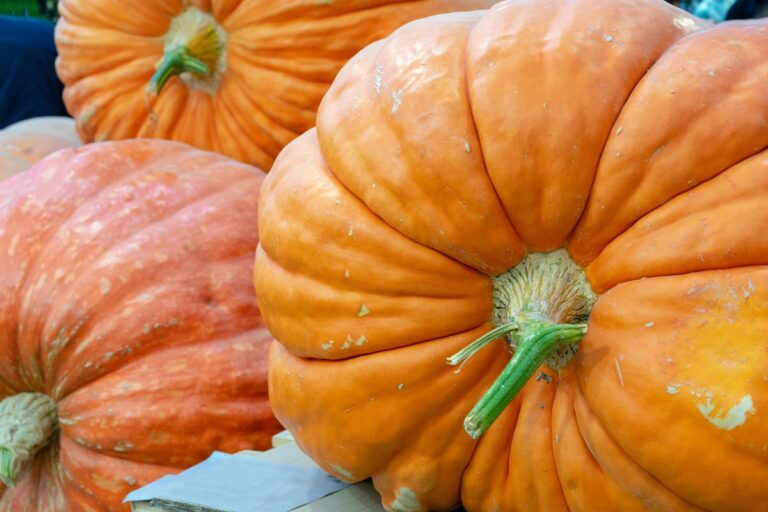 Abóbora gigante: os segredos da produção para alcançar esse tamanho