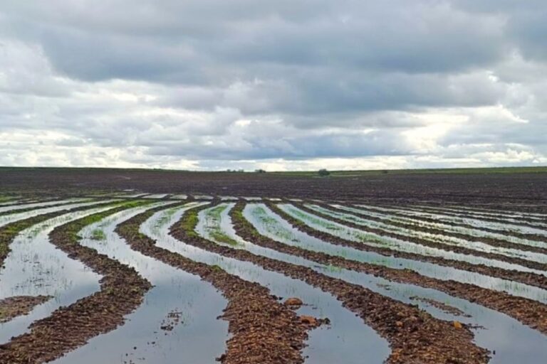 Semeadura do arroz está em 30% no RS, apesar do clima e da falta de crédito