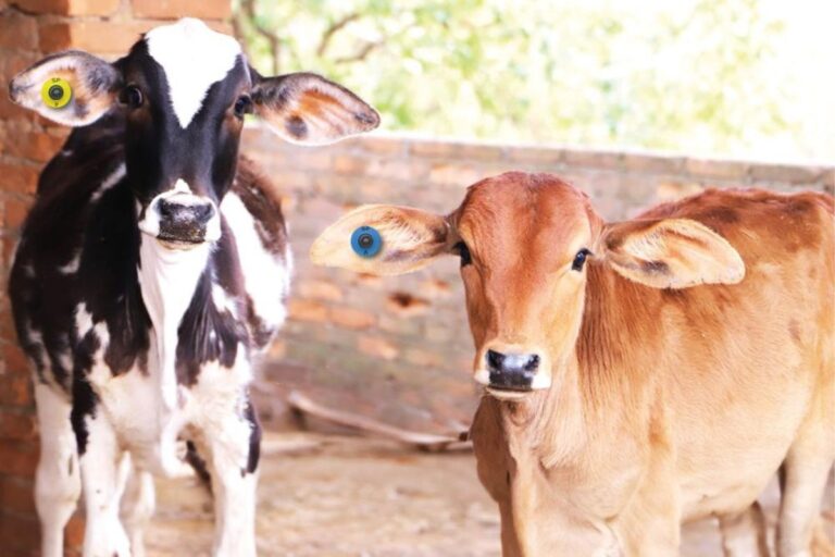 Brucelose: SP inova e dispensa marca de fogo obrigatória