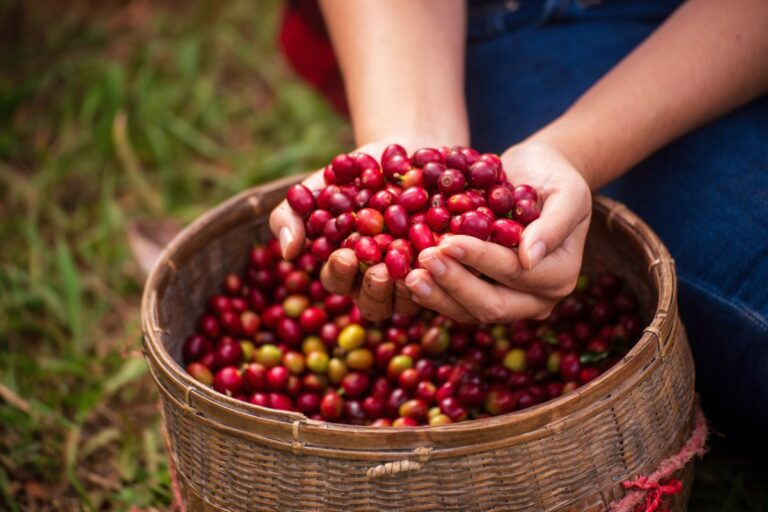 Café robusta volta a fechar abaixo do arábica
