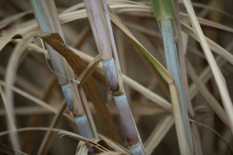 Cana/CTC: produtividade em setembro continuou abaixo da média do ano passado