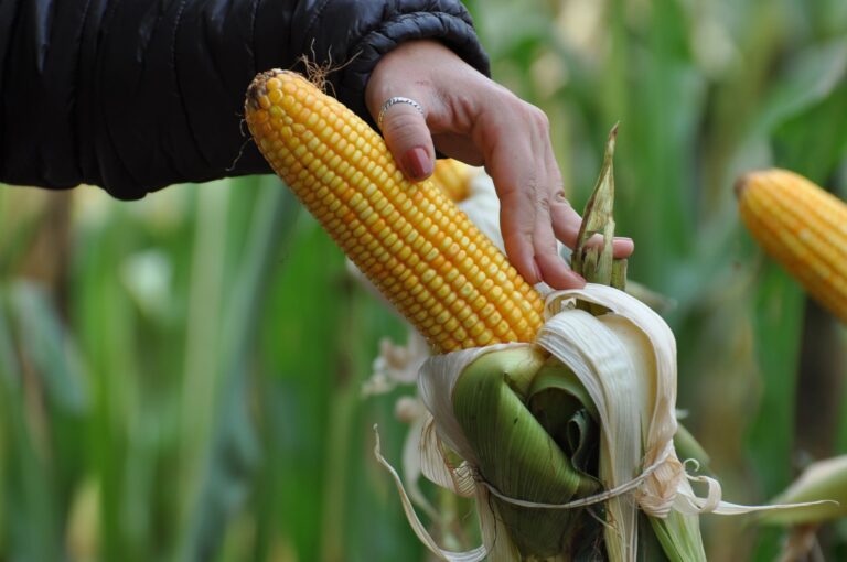 Semeadoras do Agro estimula o protagonismo feminino no campo
