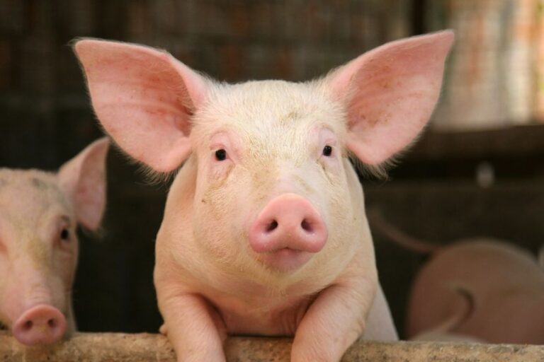 Carne suína fica mais barata e ganha competitividade no mercado