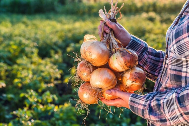 Cebola gigante: curiosidades e produção dessa variedade diferenciada