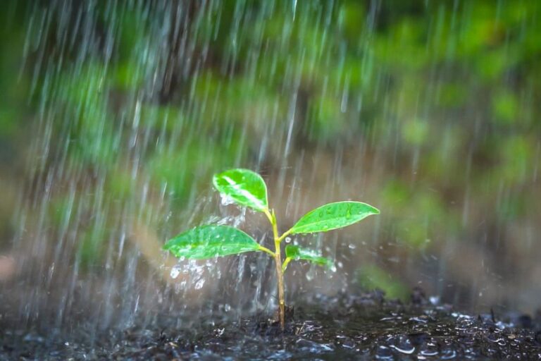 Chuva traz folga temporária no clima quente em São Paulo e Mato Grosso do Sul