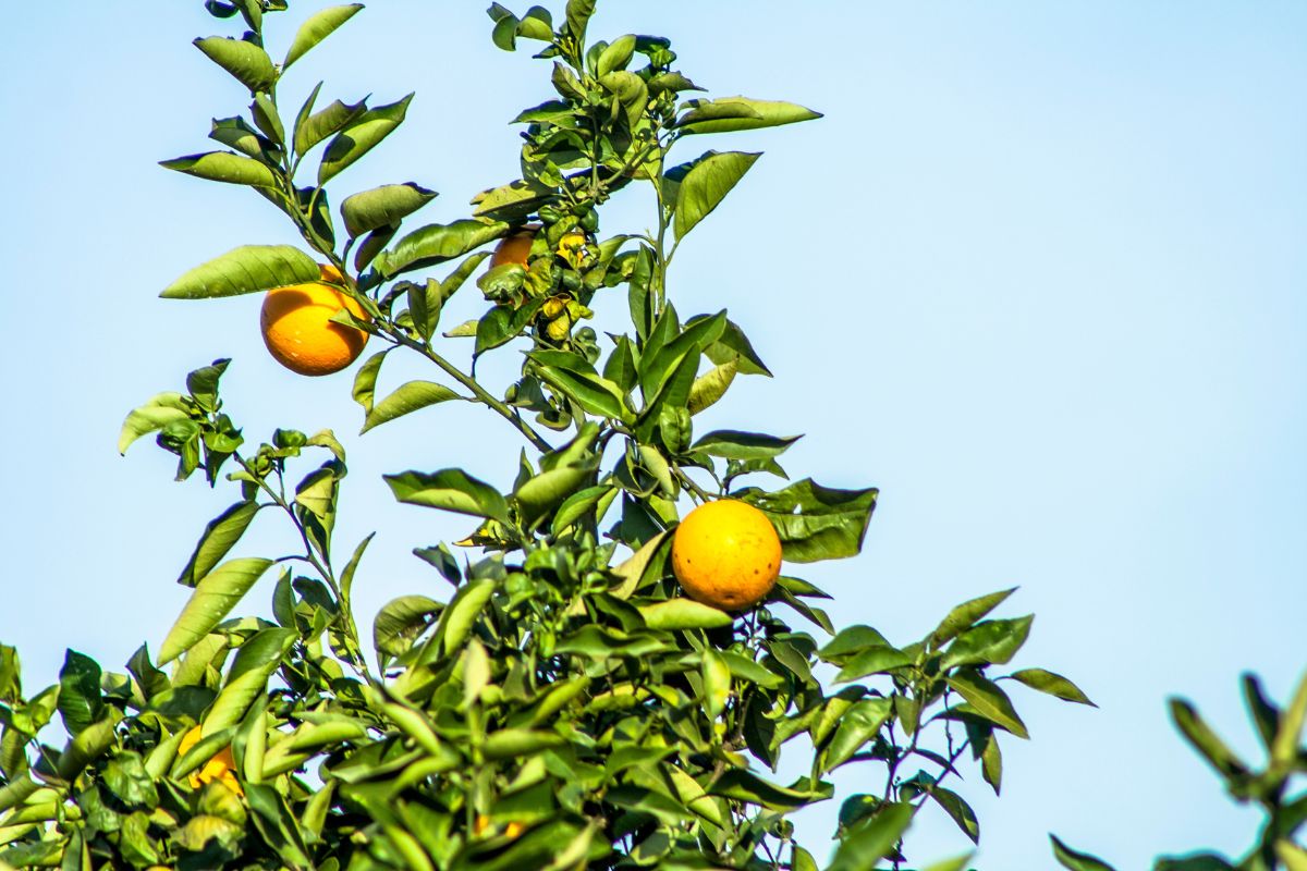 Foto: Adobe Stock