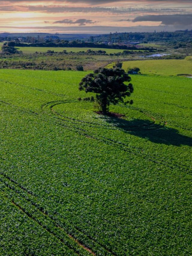 A norma antidesmatamento européia (EUDR) e o Agronegócio Brasileiro