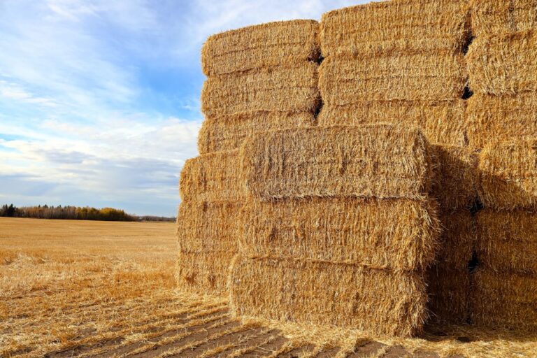 Cuba e Japão abrem novos mercados para produtos agrícolas brasileiros 