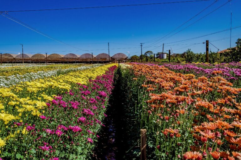 Arábia Saudita abre mercados de flores e feno
