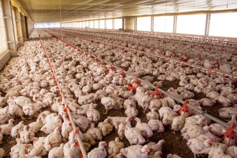 SC exporta 23,1% mais carne de frango e tem o melhor desempenho em 5 anos