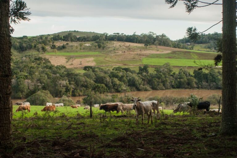 Fundo Garantidor pode ser usado para agricultura familiar