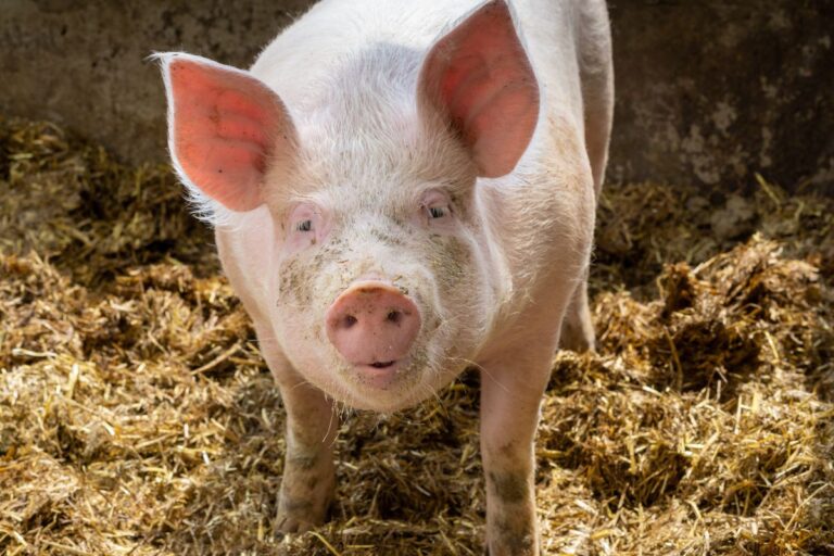 Gripe aviária: USDA confirma primeiro caso da doença em suínos nos EUA