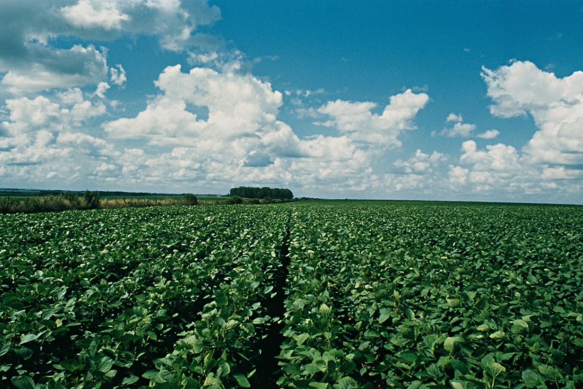 Lavoura de soja com tecnologia Intacta 2Xtend. Foto: Bayer/Divulgação