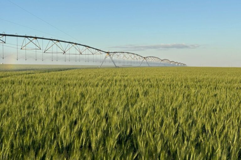 Entenda como implementar um manejo de irrigação eficiente e as novidades do setor