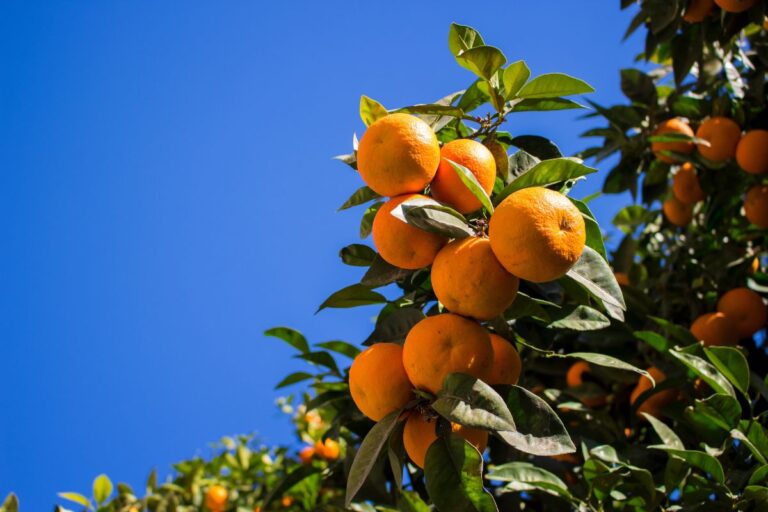 Alico encerra produção de citros citando desafios com greening e furacões