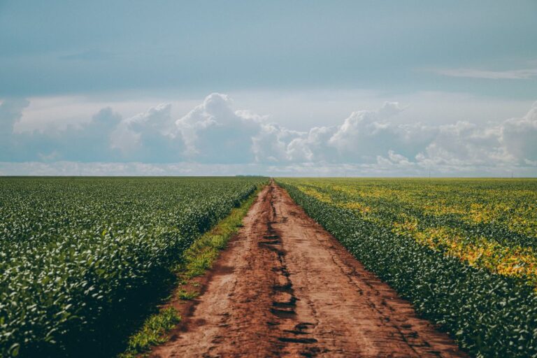 Saiba quais são os 100 municípios mais ricos do agronegócio 