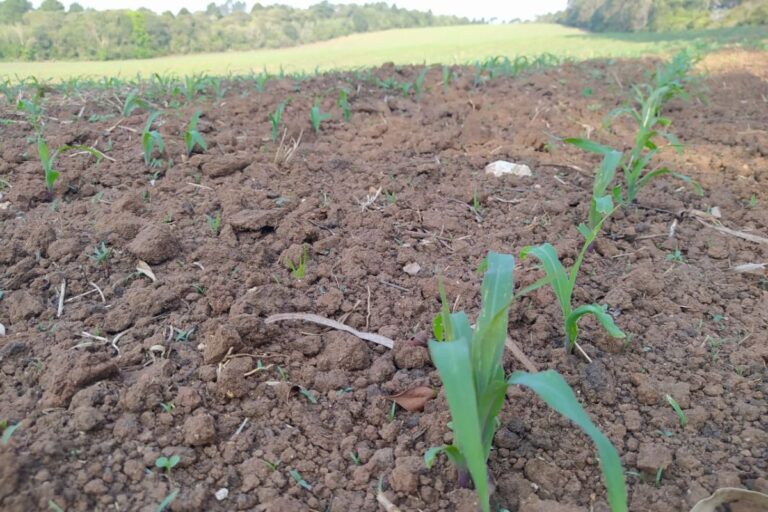 Com clima favorável, plantio de soja e milho avança no PR, aponta Deral