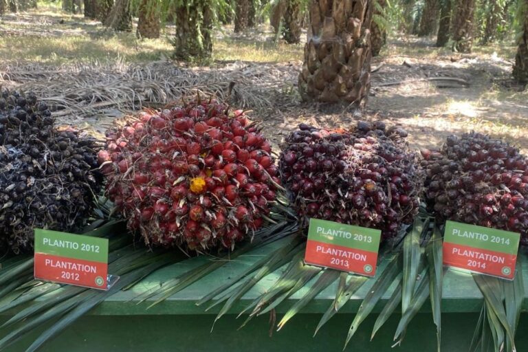 Produção de óleo de palma do Pará na rota da sustentabilidade