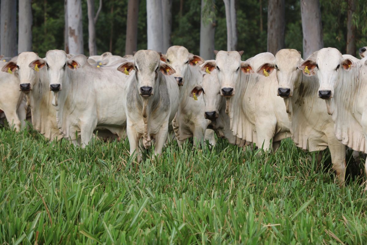 Brasil conta com 238,6 milhões de cabeças de gado. Nelore representa 80% do rebanho. Foto: Texto Comunicação