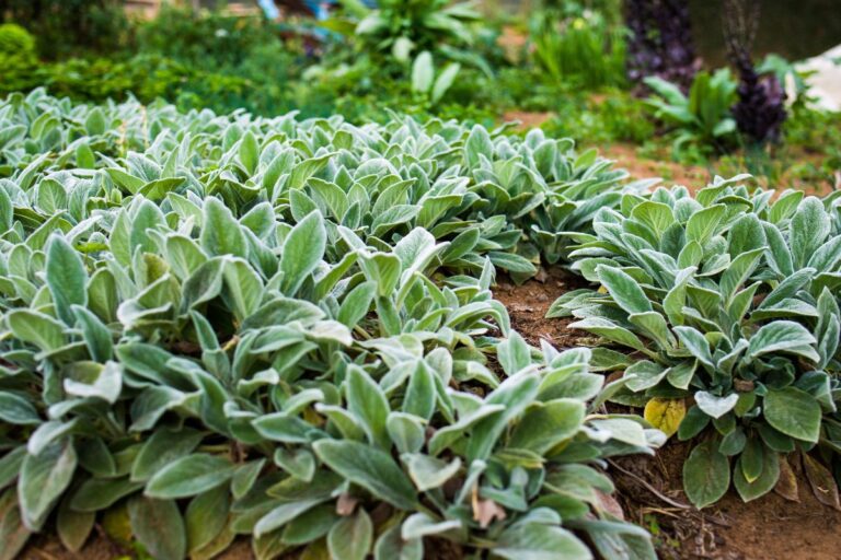 Planta Peixinho: entenda os benefícios, como plantar e cuidados essenciais