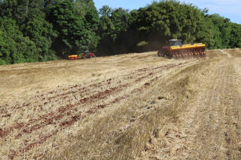 Emater: RS inicia plantio de soja da safra 2024/25