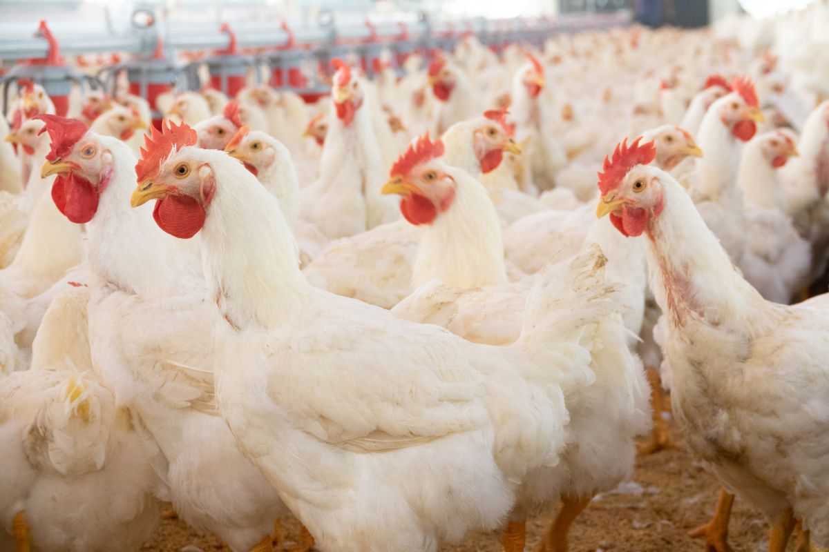 Foto: Adobe Stock
