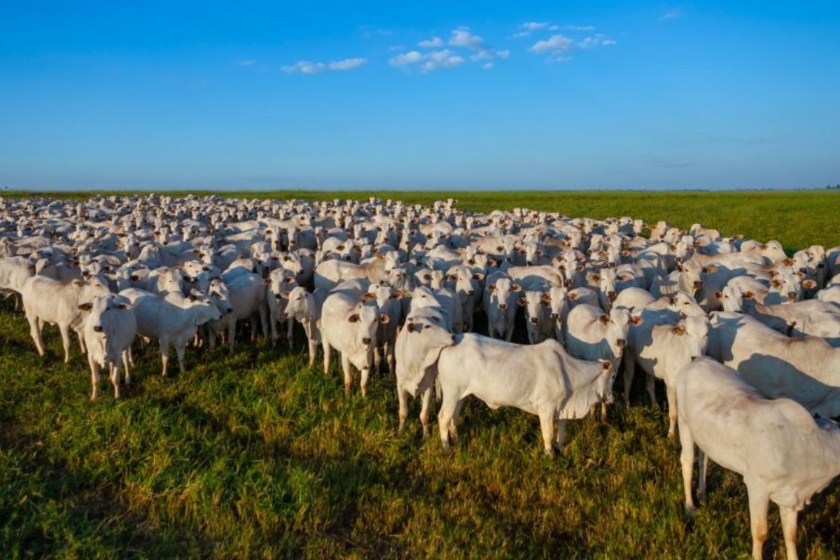 Foto: Secretaria de Agricultura do Estado de São Paulo