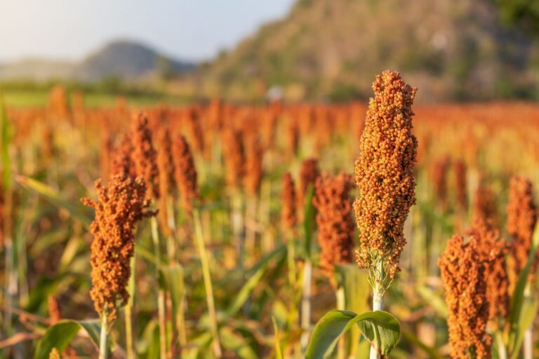Gabão abre mercado para sementes de milho, sorgo, braquiária e soja