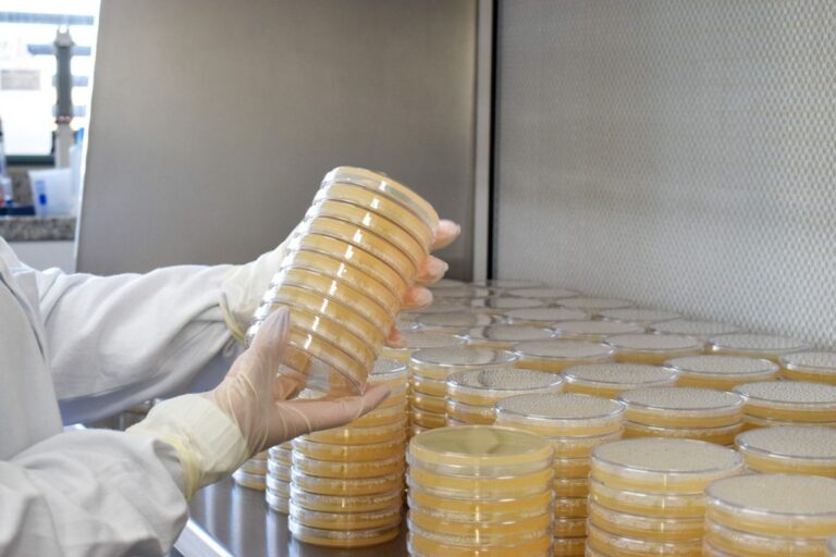 Com cerca de 3 mil testes por mês, UPF é a maior testadora de sêmen suíno no Brasil