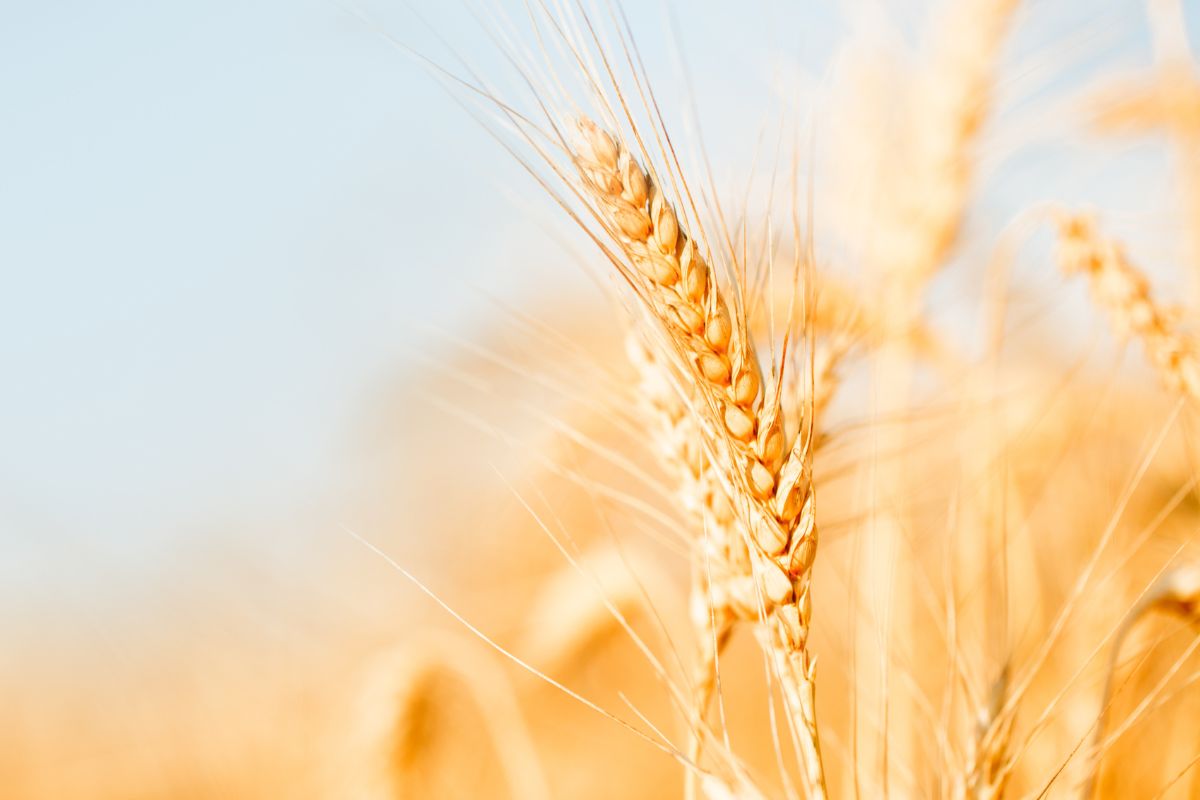 Foto: Adobe Stock